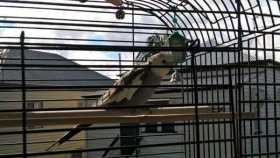 Lost Cockatiel