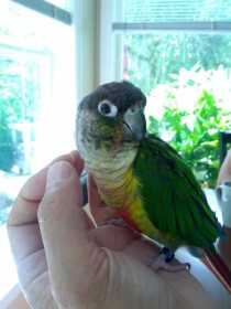 Lost Conure