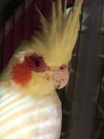 Lost Cockatiel