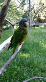 Lost Conure