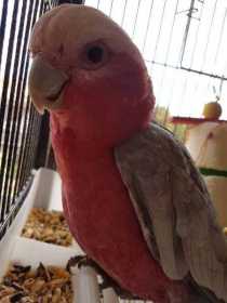 Lost Galah Cockatoo