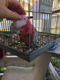 Lost Galah Cockatoo