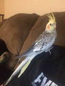 Lost Cockatiel