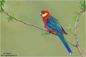 Lost Rosella