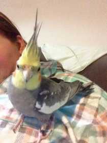 Lost Cockatiel