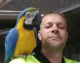 Lost Macaw