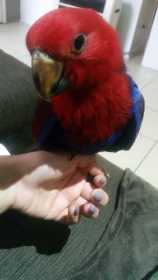 Lost Eclectus