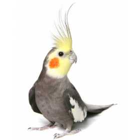 Lost Cockatiel