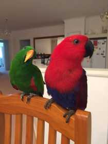 Lost Eclectus