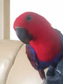 Lost Eclectus