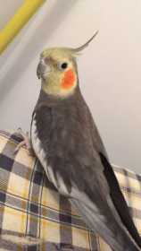 Lost Cockatiel