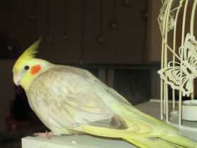 Lost Cockatiel