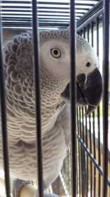 Lost African Grey