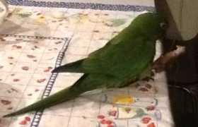 Lost Conure