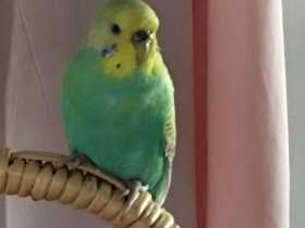 Lost Budgerigar