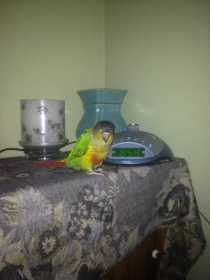 Lost Conure