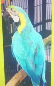 Lost Macaw