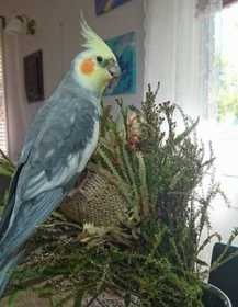 Lost Cockatiel