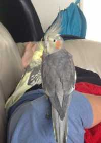 Lost Cockatiel