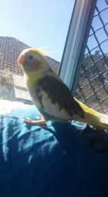 Lost Cockatiel