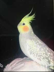 Lost Cockatiel