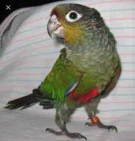 Lost Conure