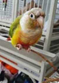 Lost Conure