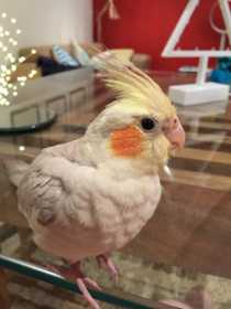 Lost Cockatiel