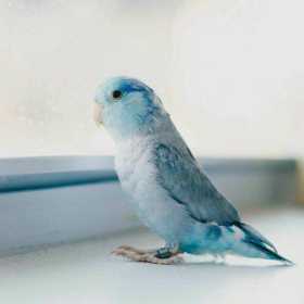Lost Parrotlet
