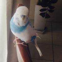 Lost Budgerigar