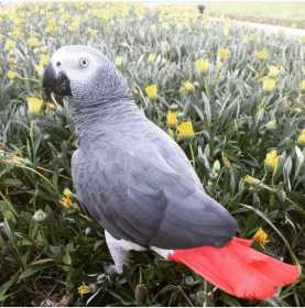 Lost African Grey
