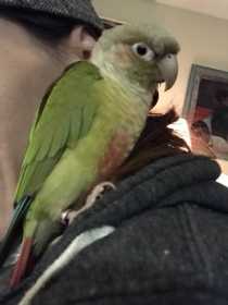 Lost Conure