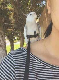 Lost Cockatiel