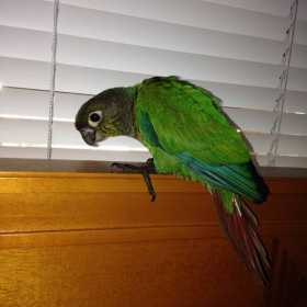 Lost Conure