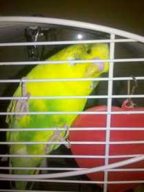 Lost Budgerigar