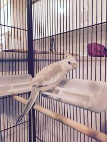 Lost Cockatiel