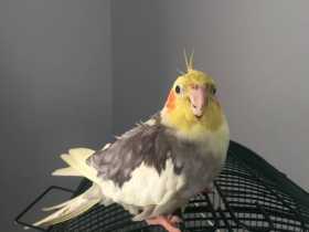 Lost Cockatiel