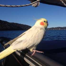 Lost Cockatiel