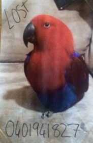 Lost Eclectus