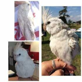 Lost Cockatiel