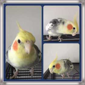 Lost Cockatiel