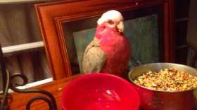 Lost Galah Cockatoo