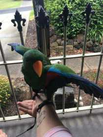 Lost Eclectus
