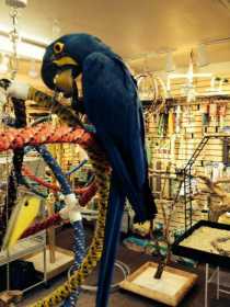 Lost Macaw