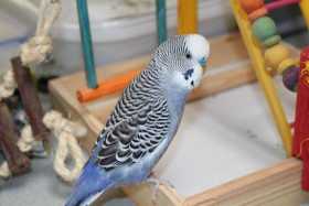 Lost Budgerigar