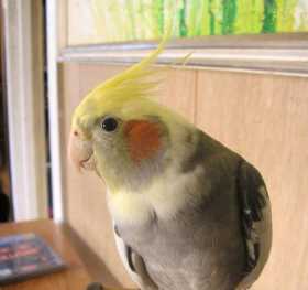 Lost Cockatiel