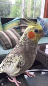 Lost Cockatiel