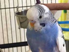 Lost Budgerigar