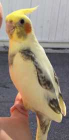 Lost Cockatiel