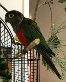 Lost Conure